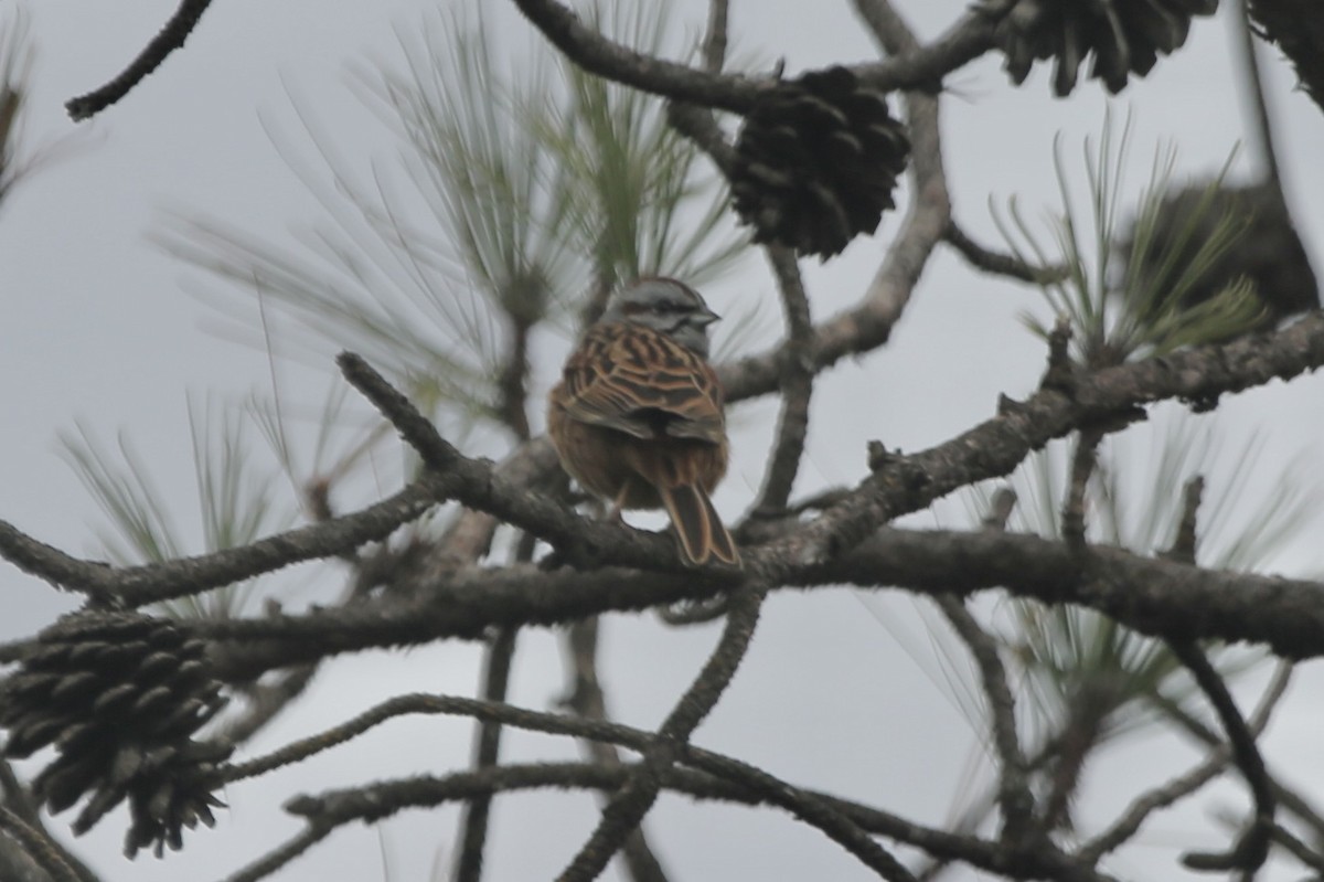 Godlewski's Bunting - ML461458791