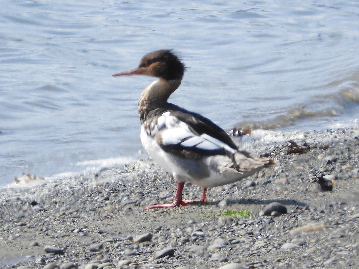 Red-breasted Merganser - ML461458921