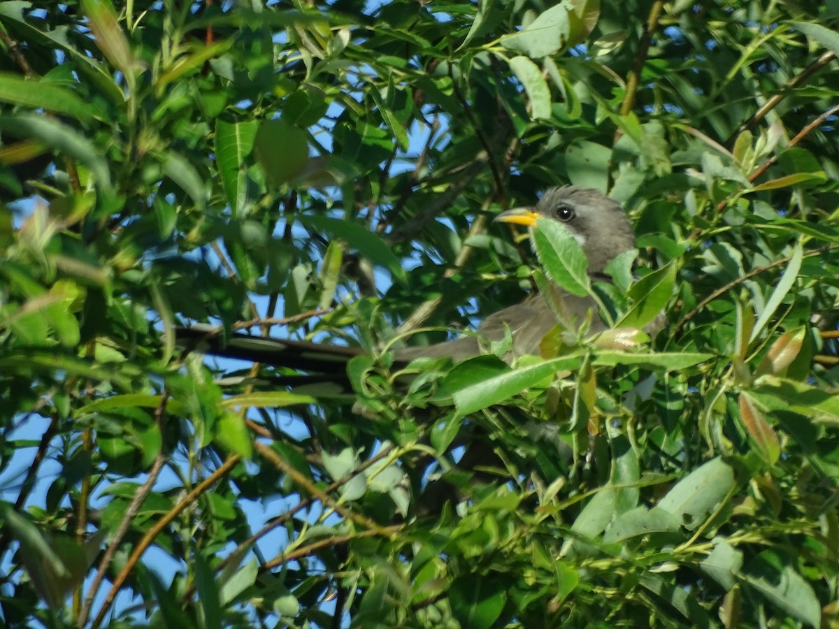 Yellow-billed Cuckoo - ML461459331