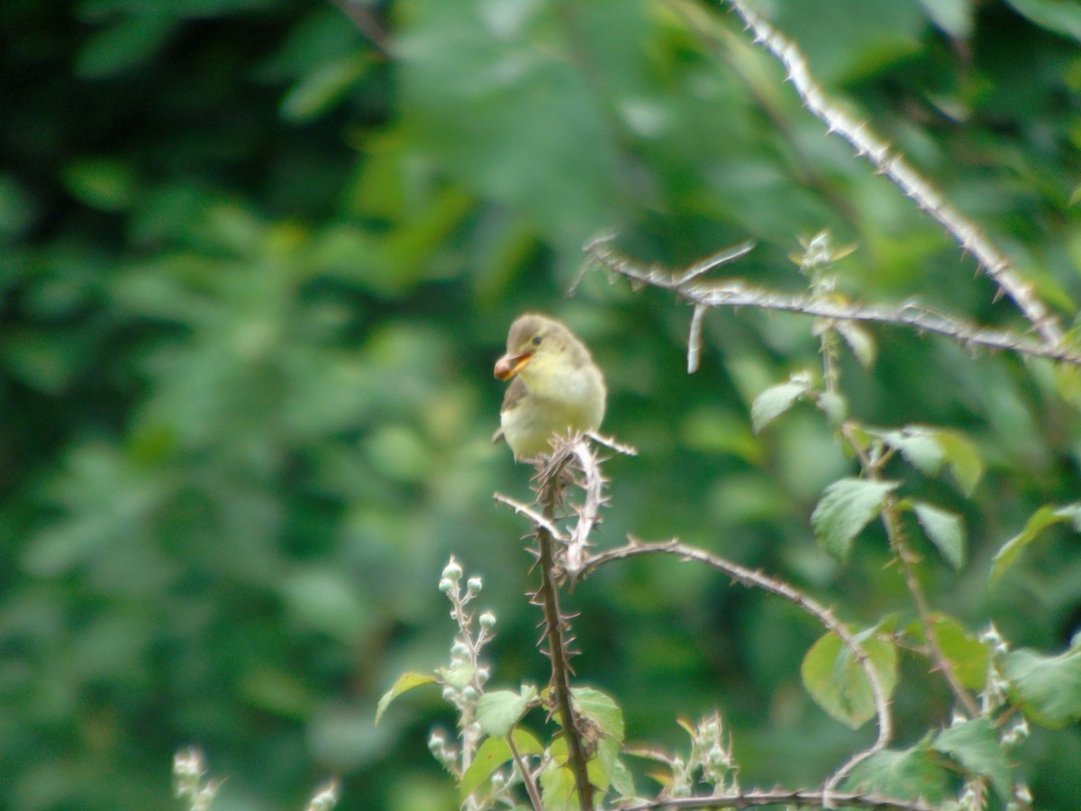 Melodious Warbler - ML461459361