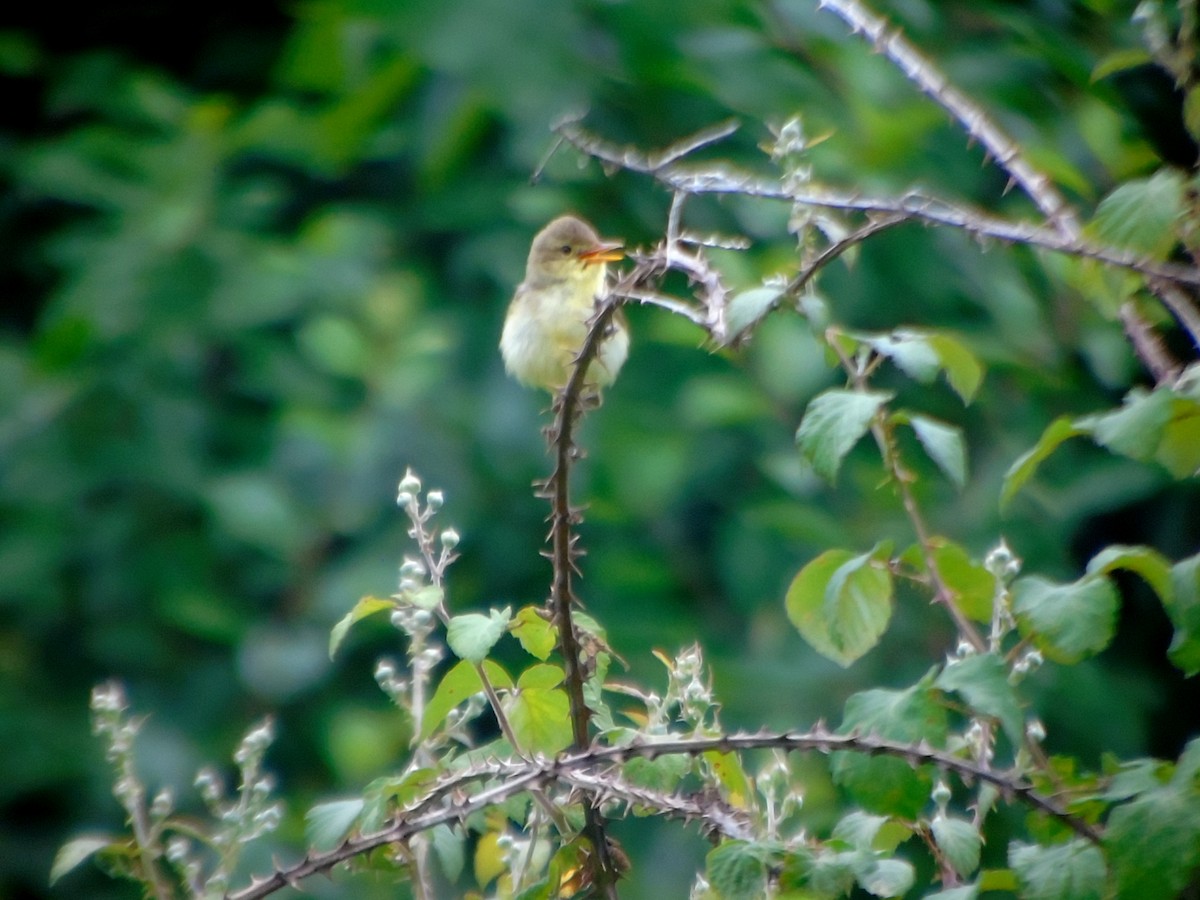 Melodious Warbler - ML461459381