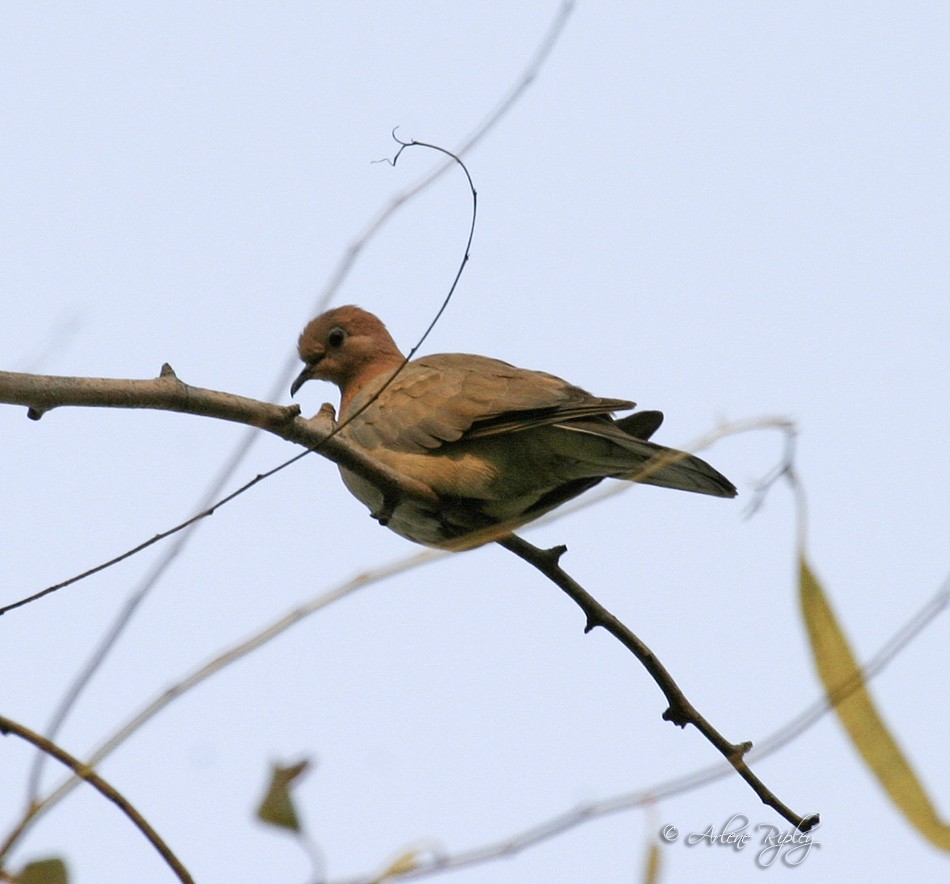 Tórtola Senegalesa - ML46145951