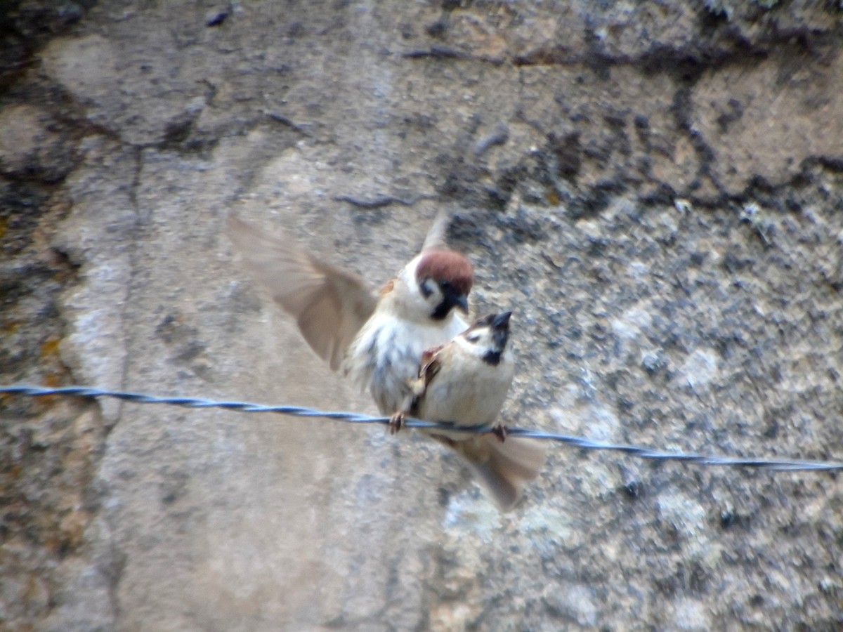 Eurasian Tree Sparrow - ML461459611