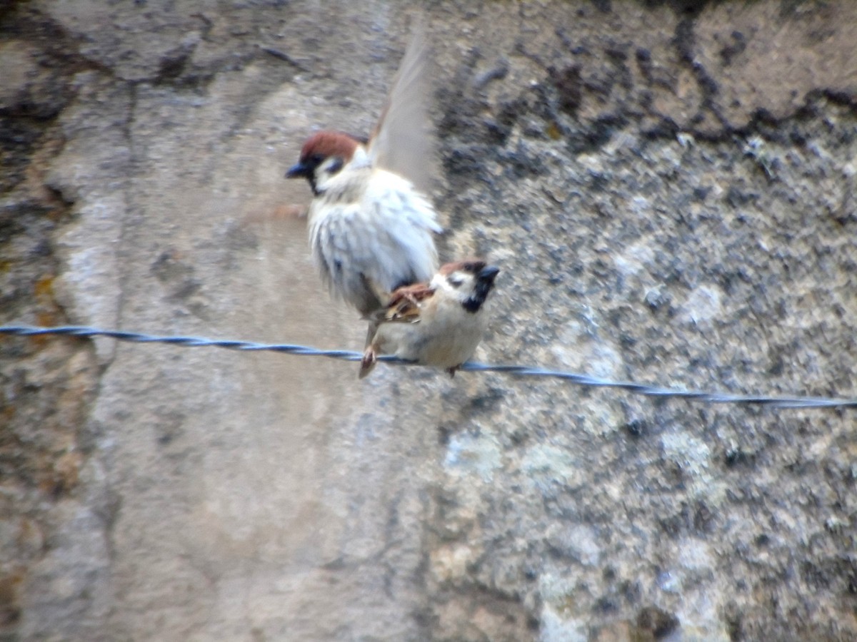 Eurasian Tree Sparrow - ML461459641