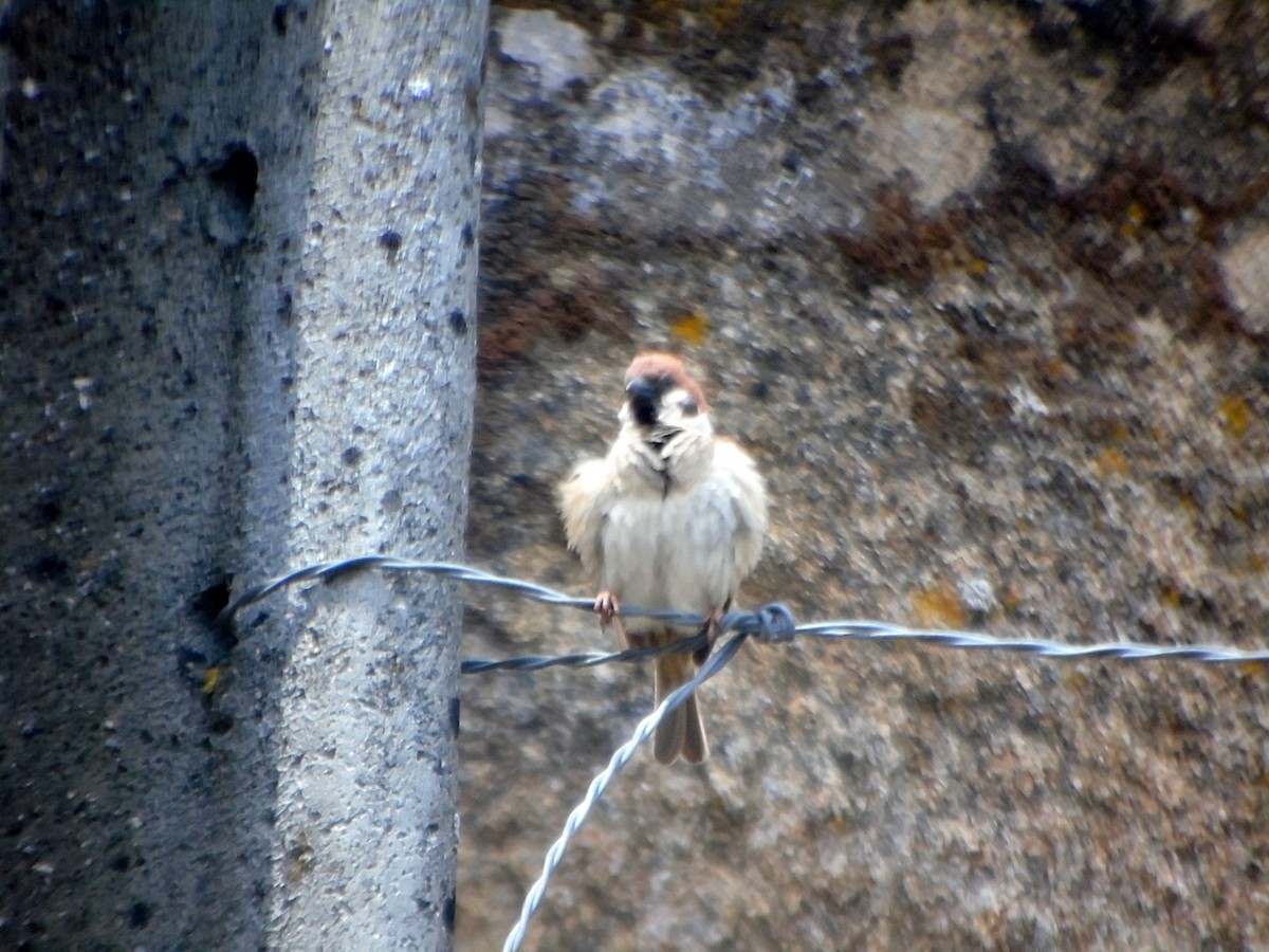 Eurasian Tree Sparrow - ML461459671