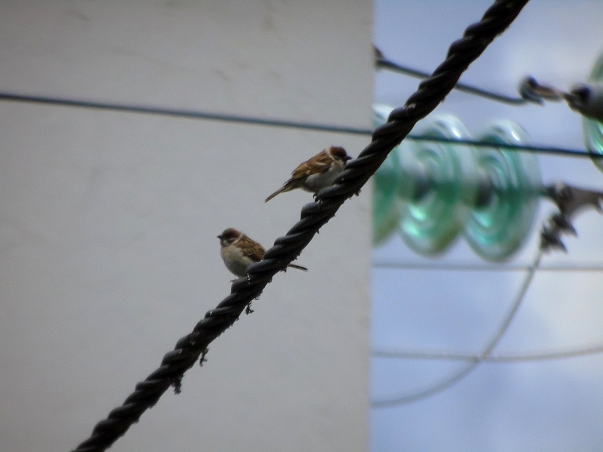 Eurasian Tree Sparrow - Carlos Pereira