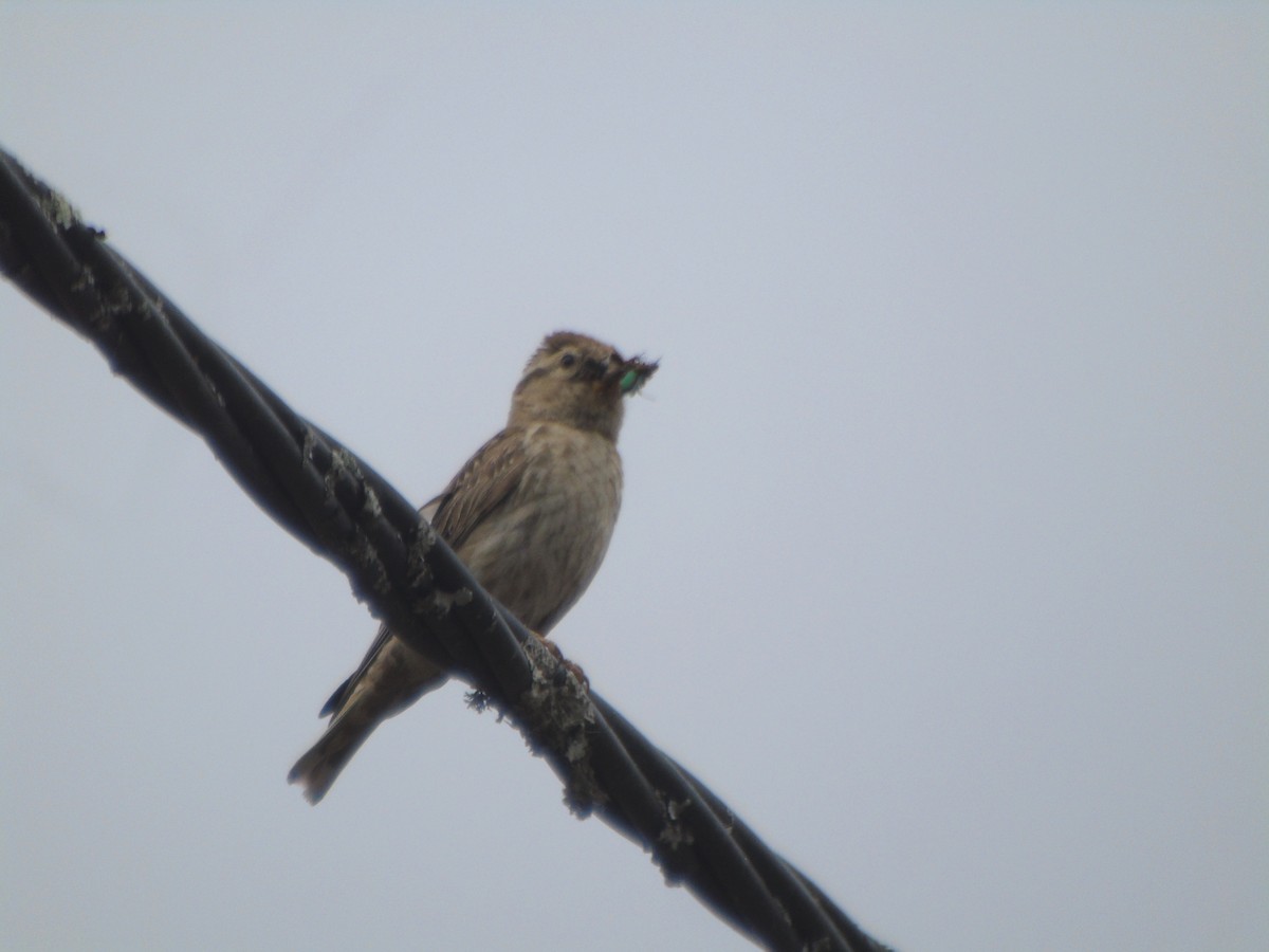 Rock Sparrow - ML461460111