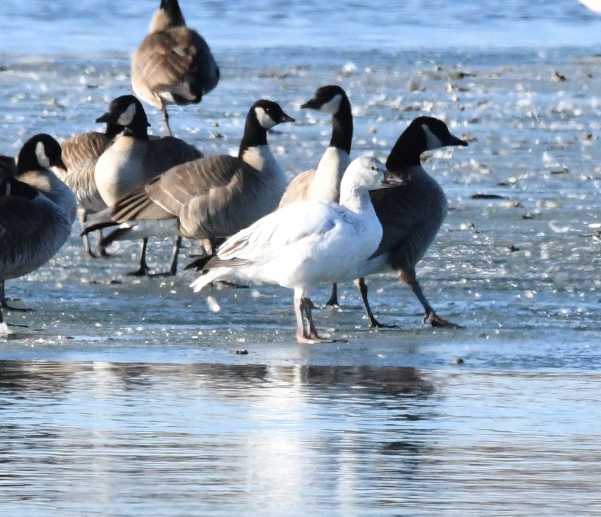 Snow Goose - ML461460151