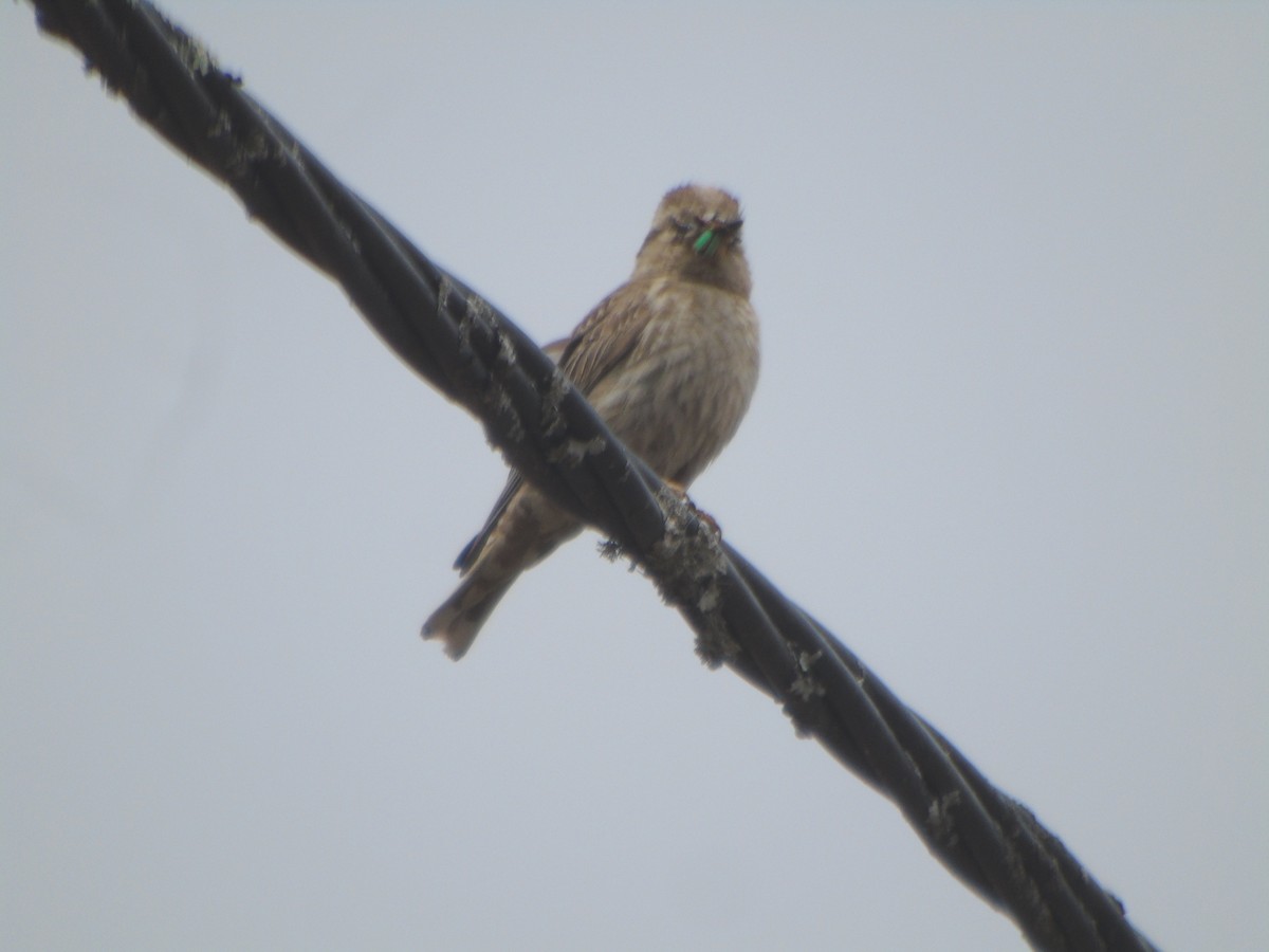 Rock Sparrow - Carlos Pereira