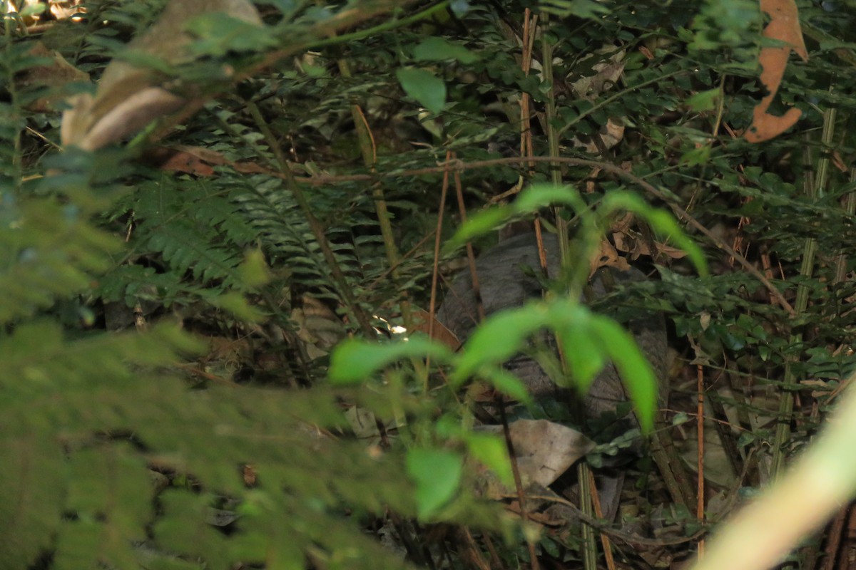 Solitary Tinamou - ML461460451