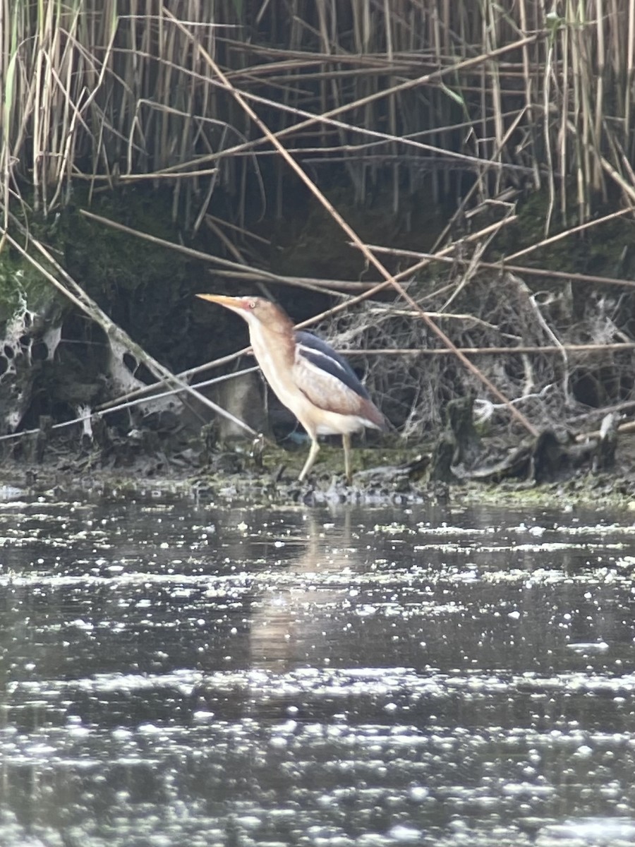 Least Bittern - Marc Chelemer