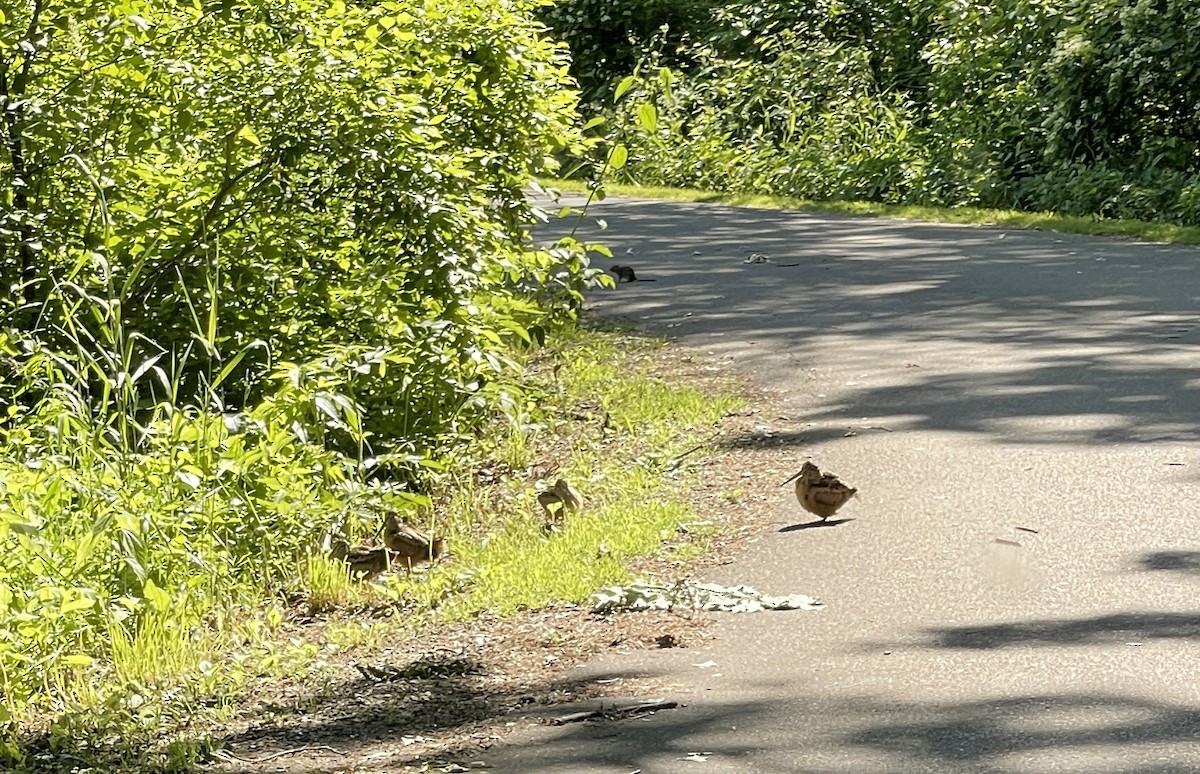 American Woodcock - Anonymous