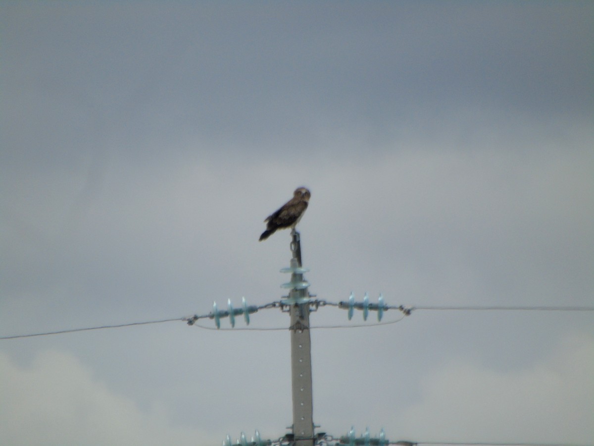 Short-toed Snake-Eagle - ML461462391