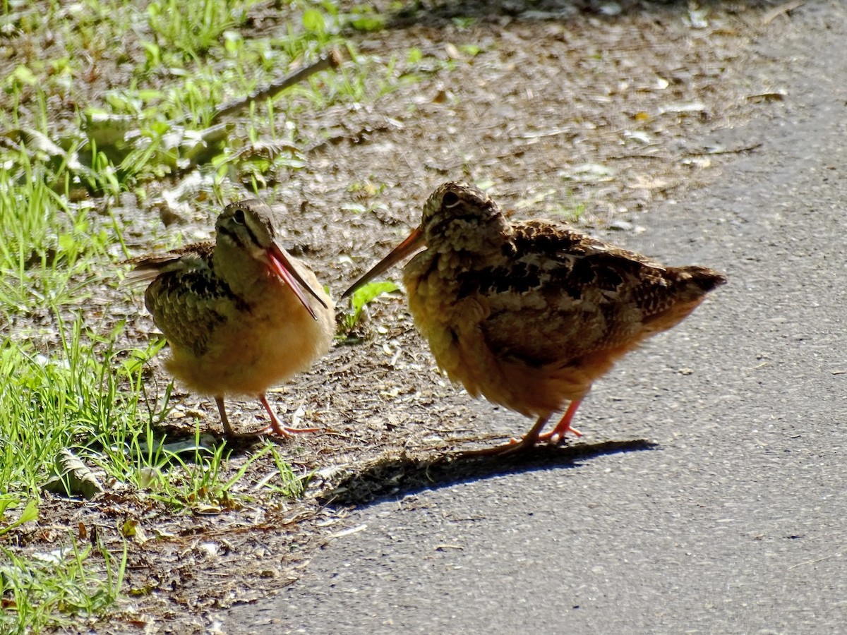 American Woodcock - Anonymous