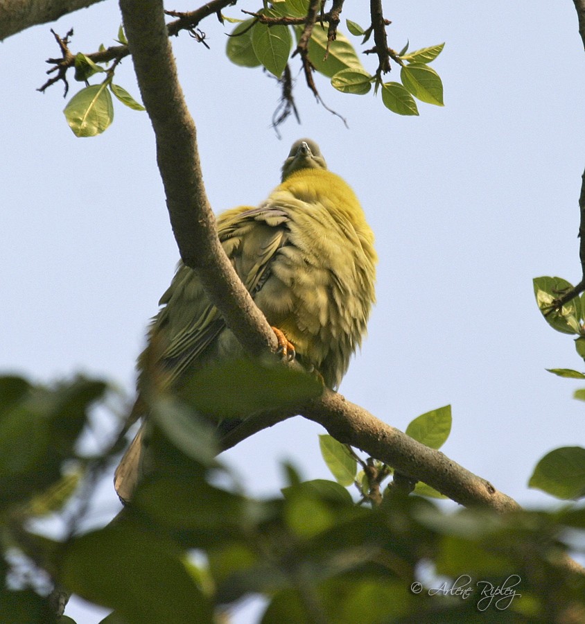 Yellow-footed Green-Pigeon - ML46146311