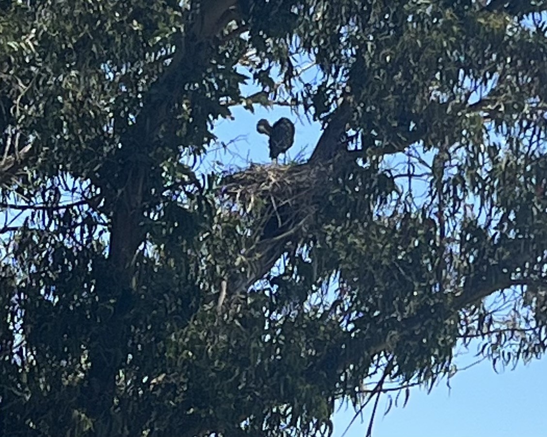 Great Blue Heron - ML461464451