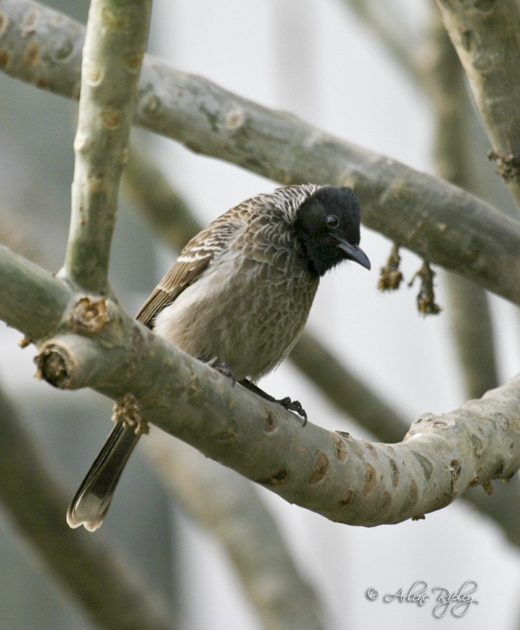 Red-vented Bulbul - ML46146461