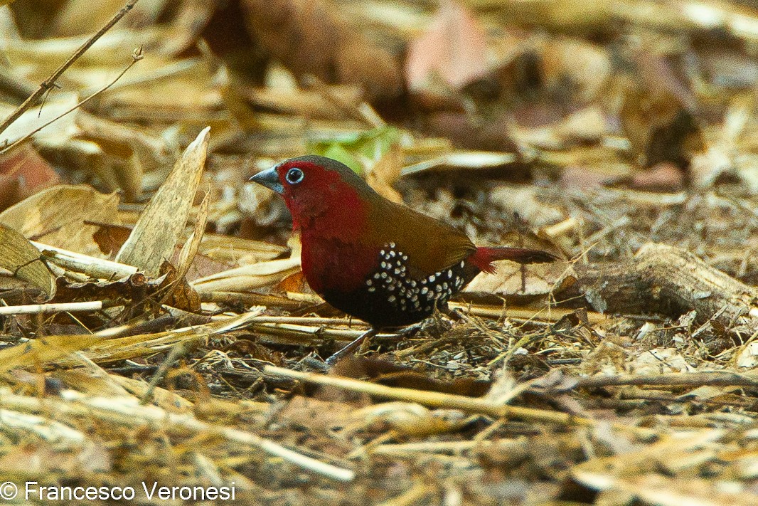 Red-throated Twinspot - ML461466691