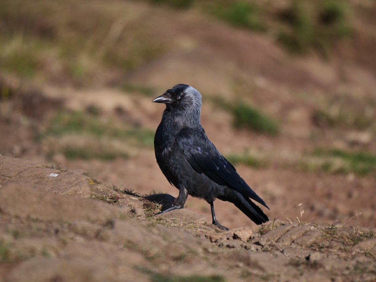 Eurasian Jackdaw - ML461466861