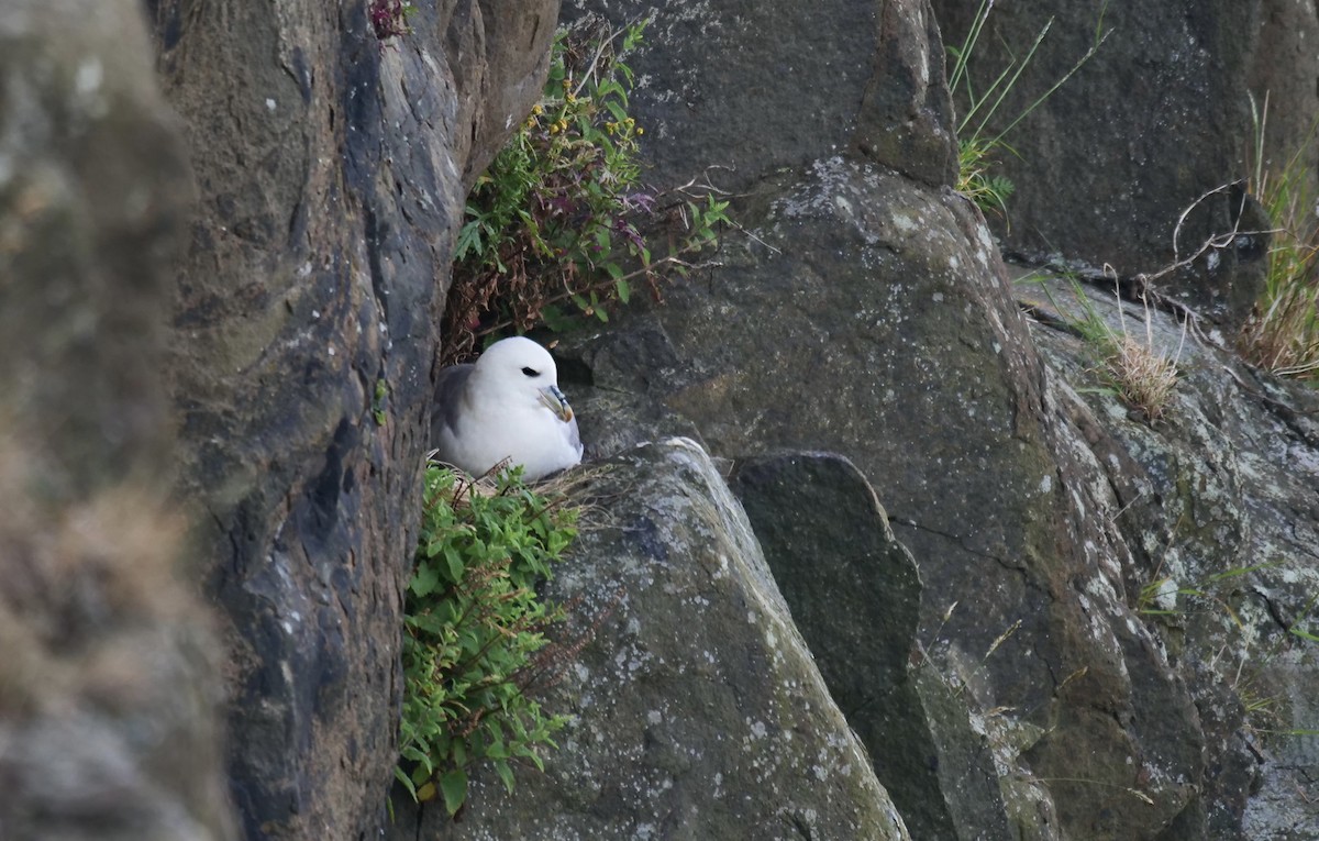 Northern Fulmar - Zdenek Valeš