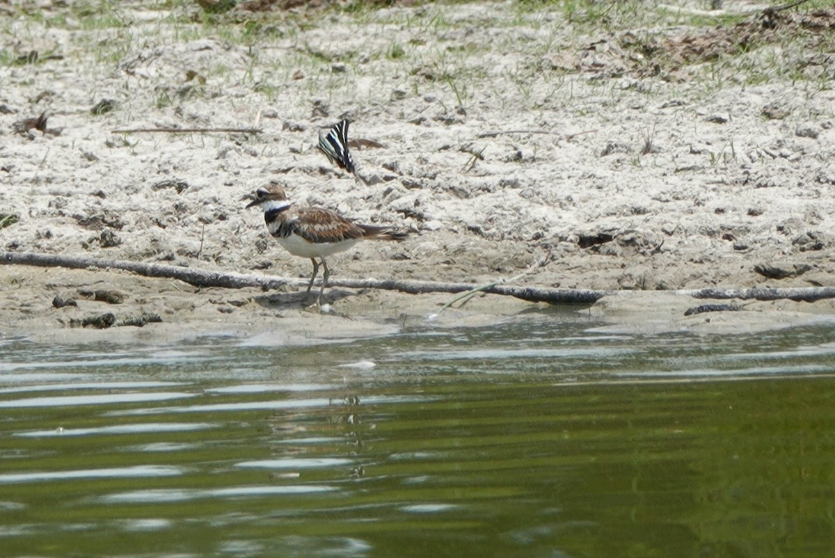 Killdeer - ML461468791