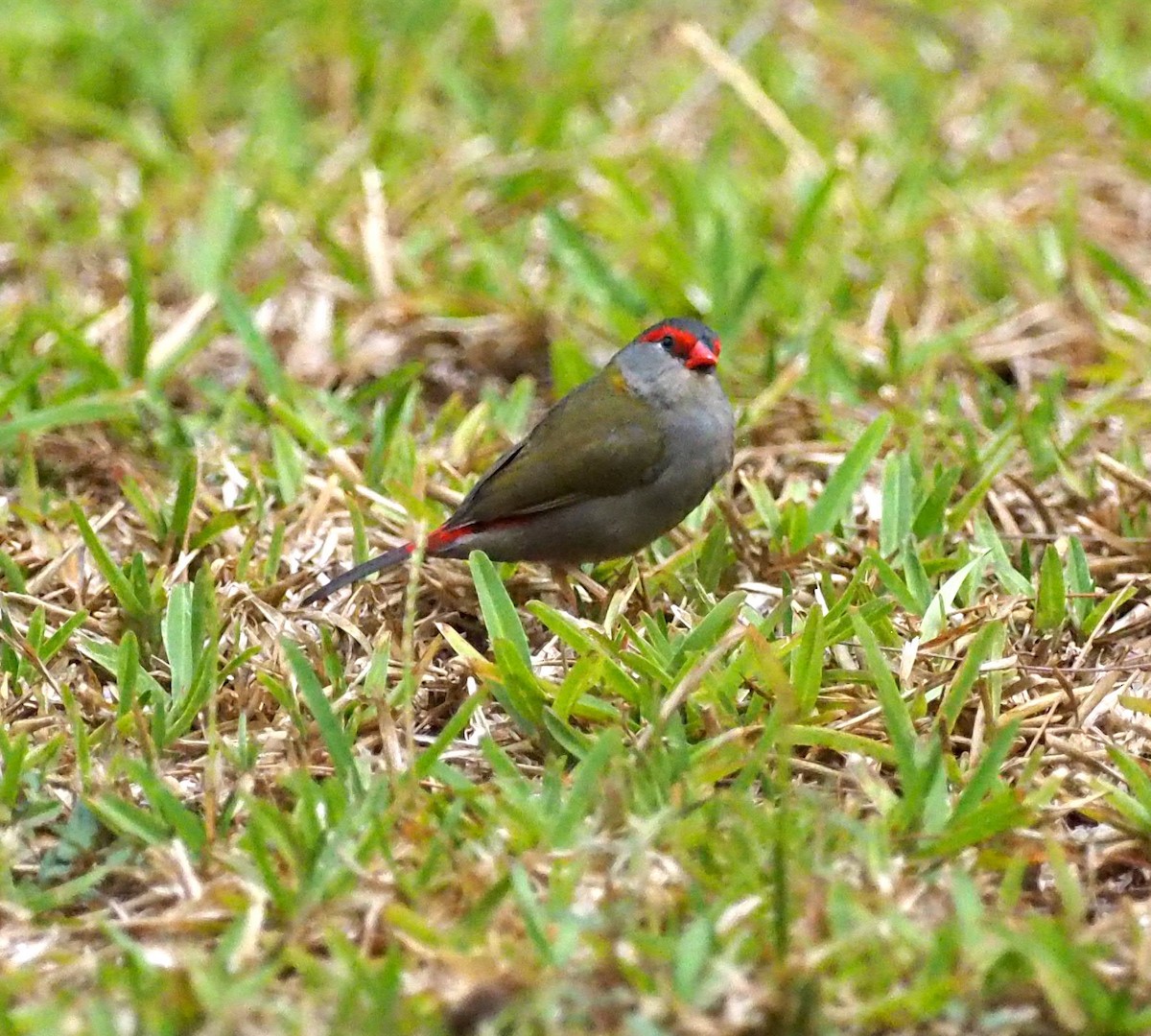 Red-browed Firetail - ML461470841