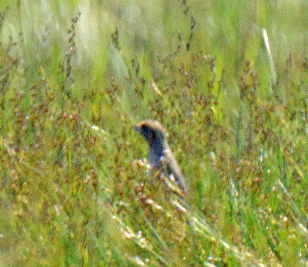 Nelson's Sparrow (Atlantic Coast) - Michael J Good