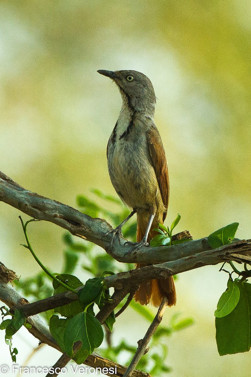 Collared Palm-Thrush - ML461471031