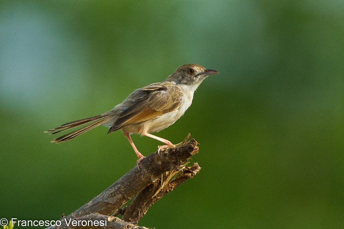 Churring Cisticola - Francesco Veronesi