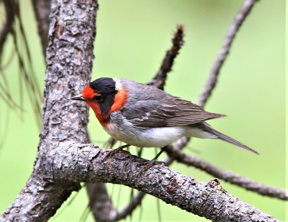 Red-faced Warbler - Brad Bergstrom