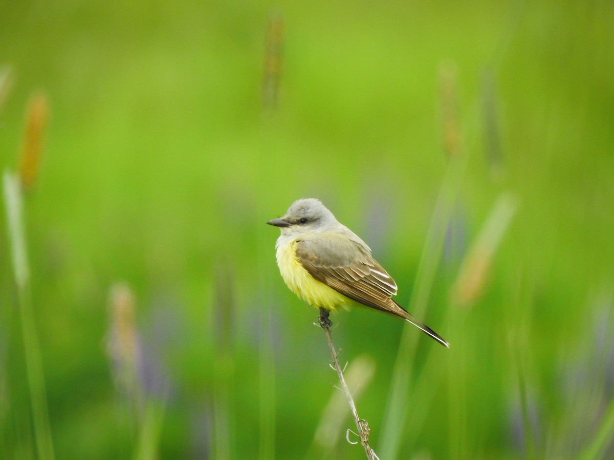 Western Kingbird - ML461471931