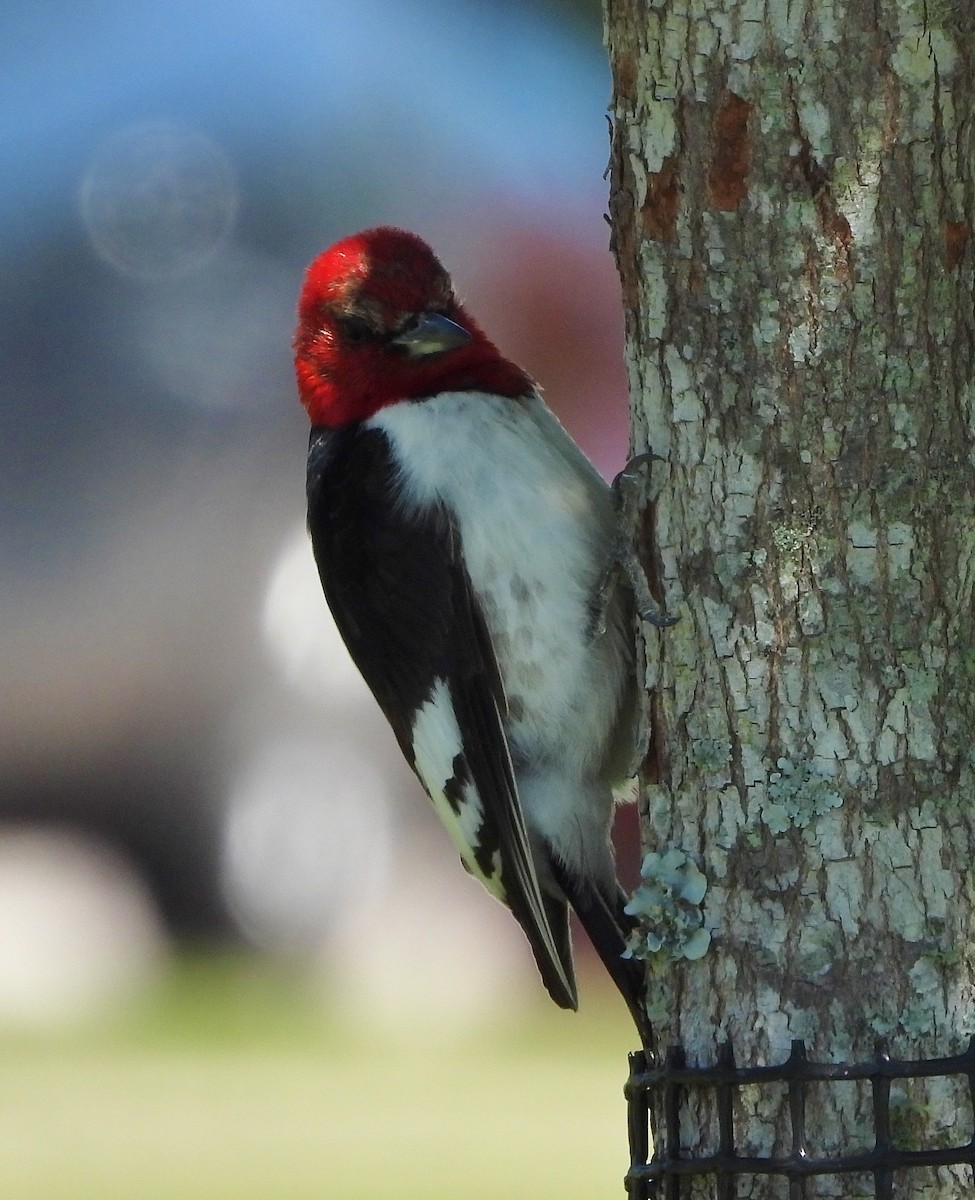 Red-headed Woodpecker - ML461471961