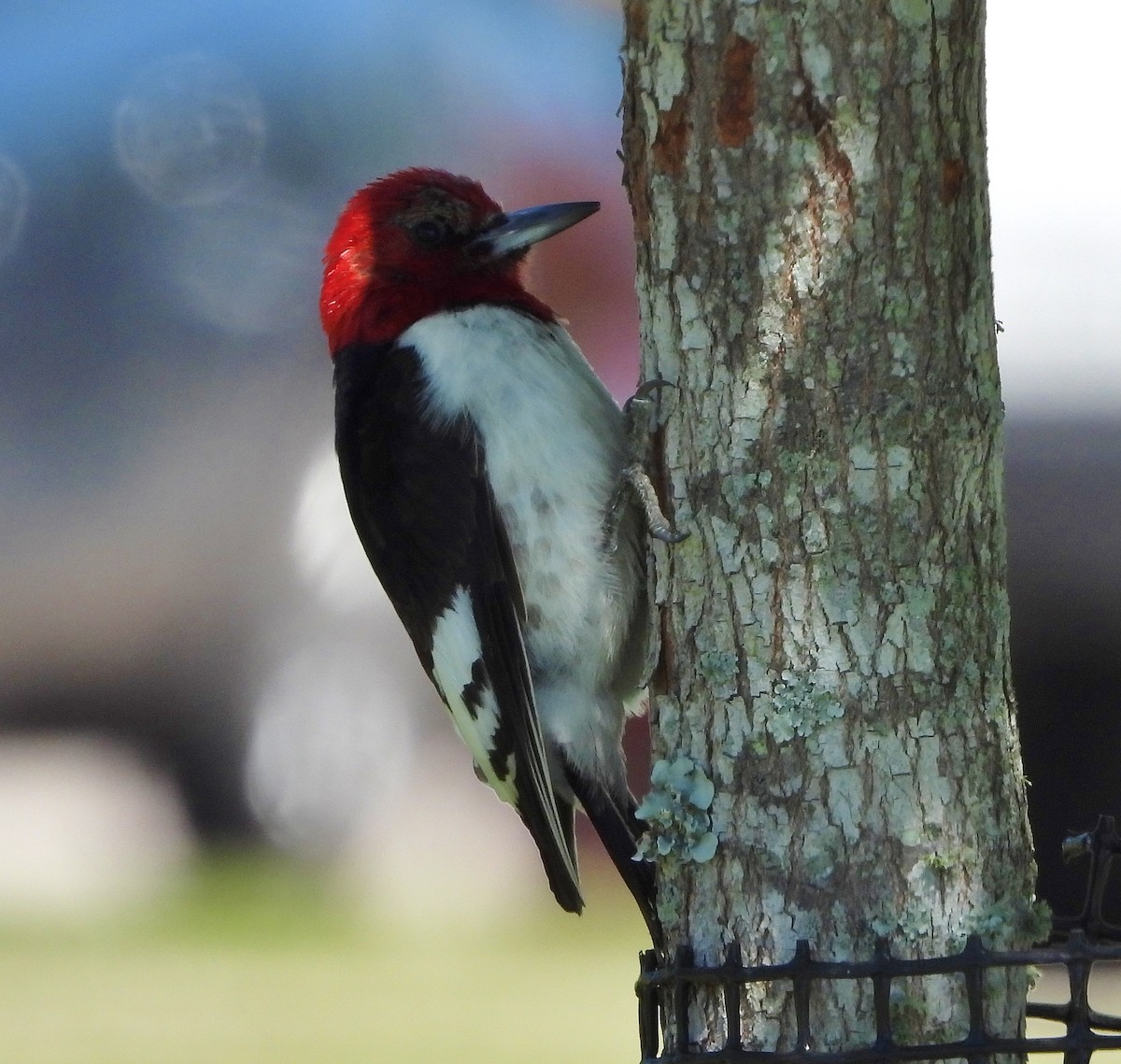 Red-headed Woodpecker - ML461471981