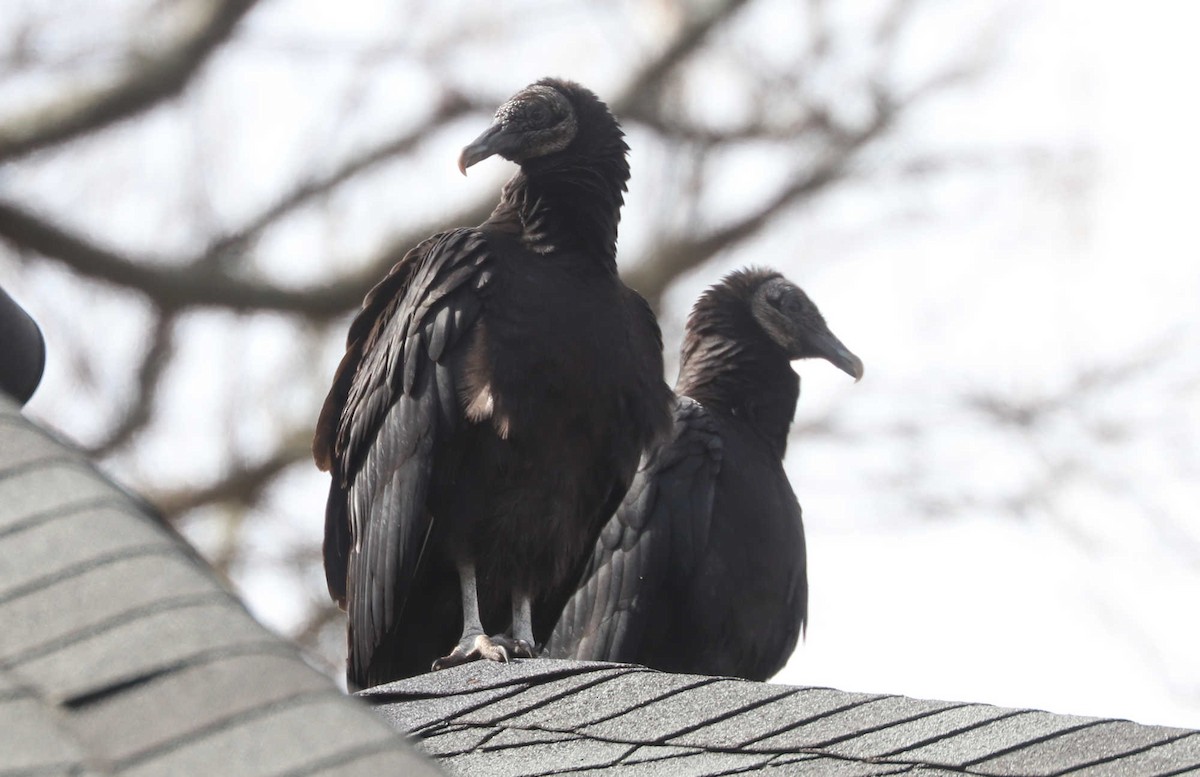 Black Vulture - ML461472001