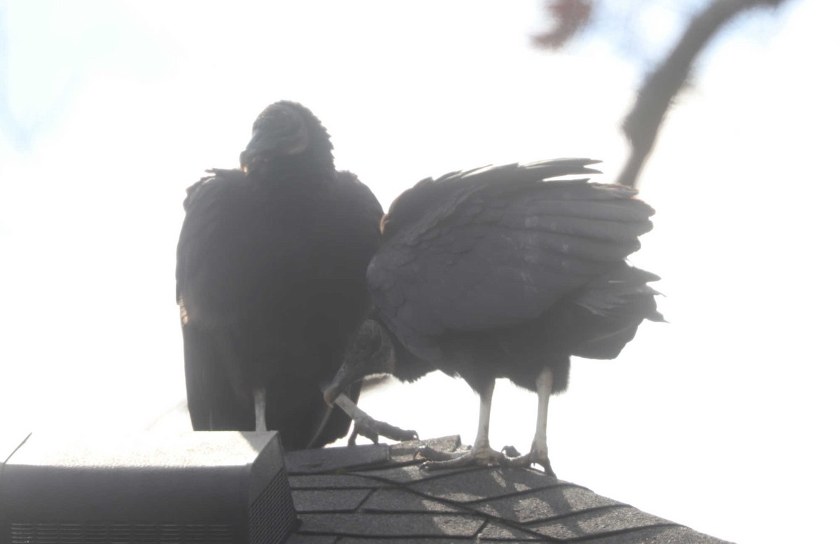 Black Vulture - ML461472011