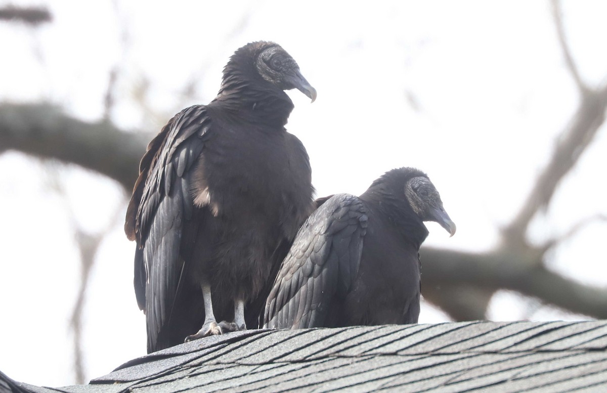 Black Vulture - ML461472031