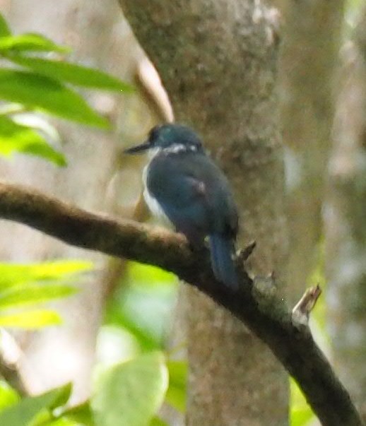 Society Kingfisher - Rishab Ghosh