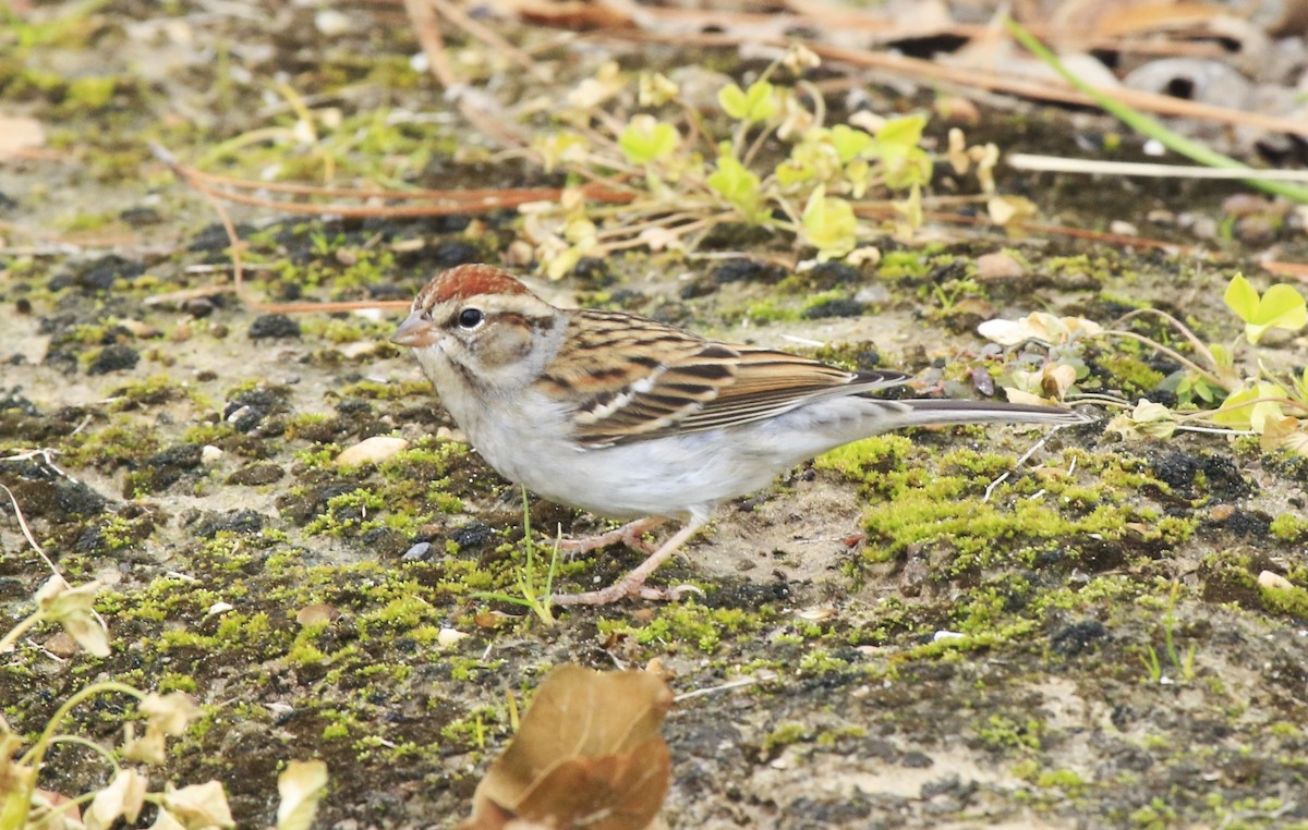Chipping Sparrow - ML461472751