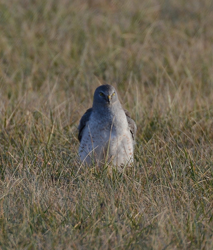 Northern Harrier - Gerco Hoogeweg