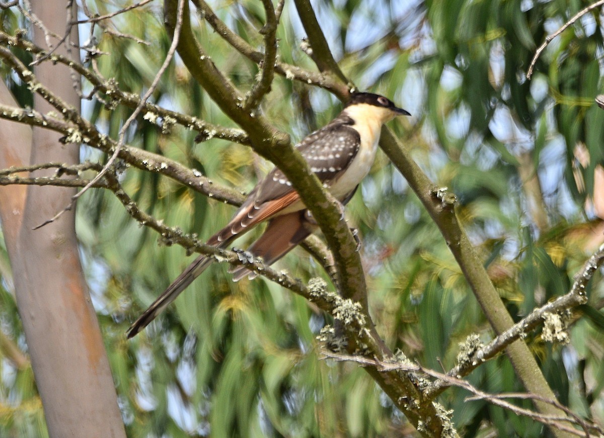 Great Spotted Cuckoo - ML461474881