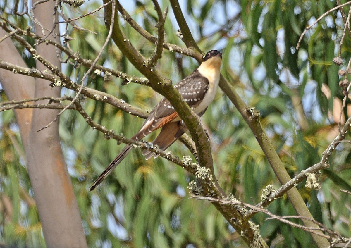 Great Spotted Cuckoo - Joao Freitas