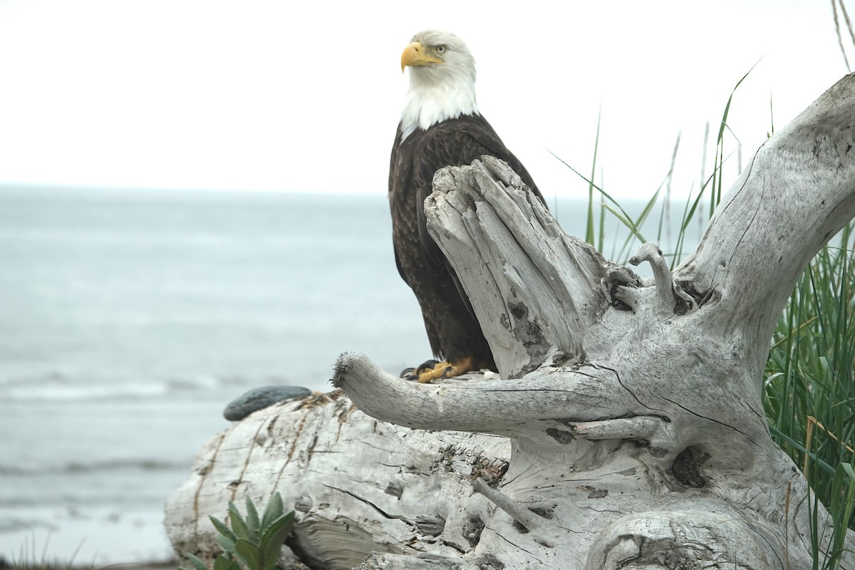 Bald Eagle - ML461475281