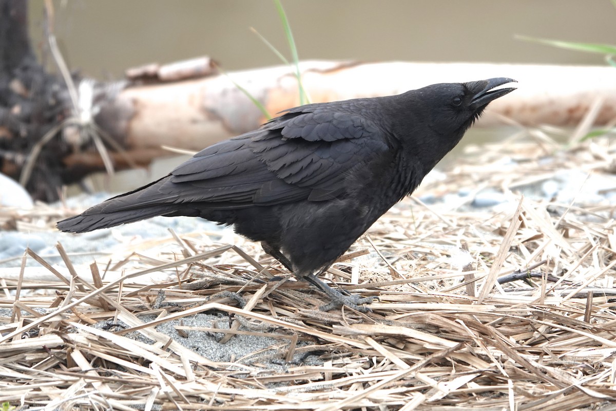 American Crow - ML461475291