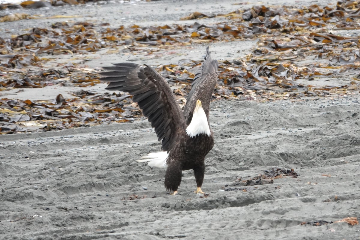 Bald Eagle - ML461475361