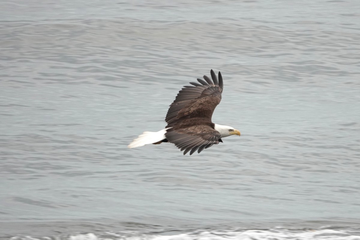 Bald Eagle - ML461475371