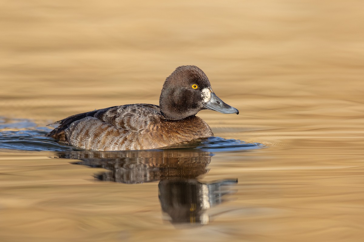 Lesser Scaup - ML461478471