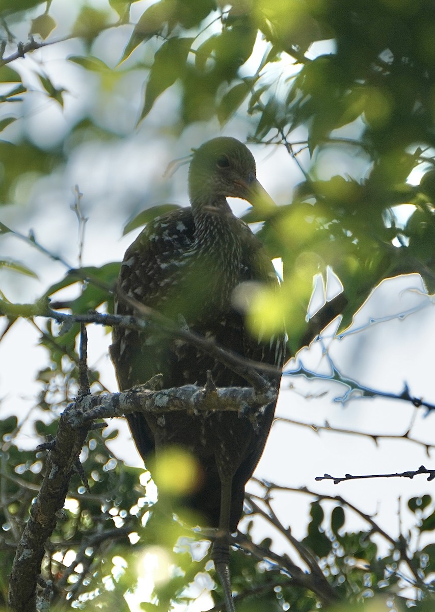 Limpkin - ML461479171