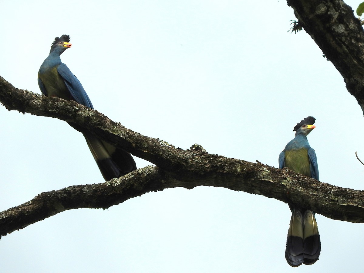 Great Blue Turaco - ML46147921