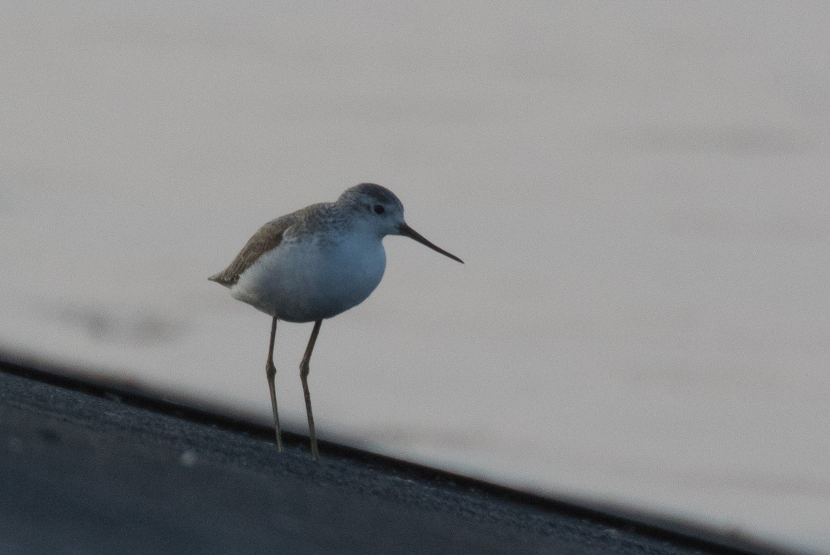 Marsh Sandpiper - Bob & Bettina Arrigoni