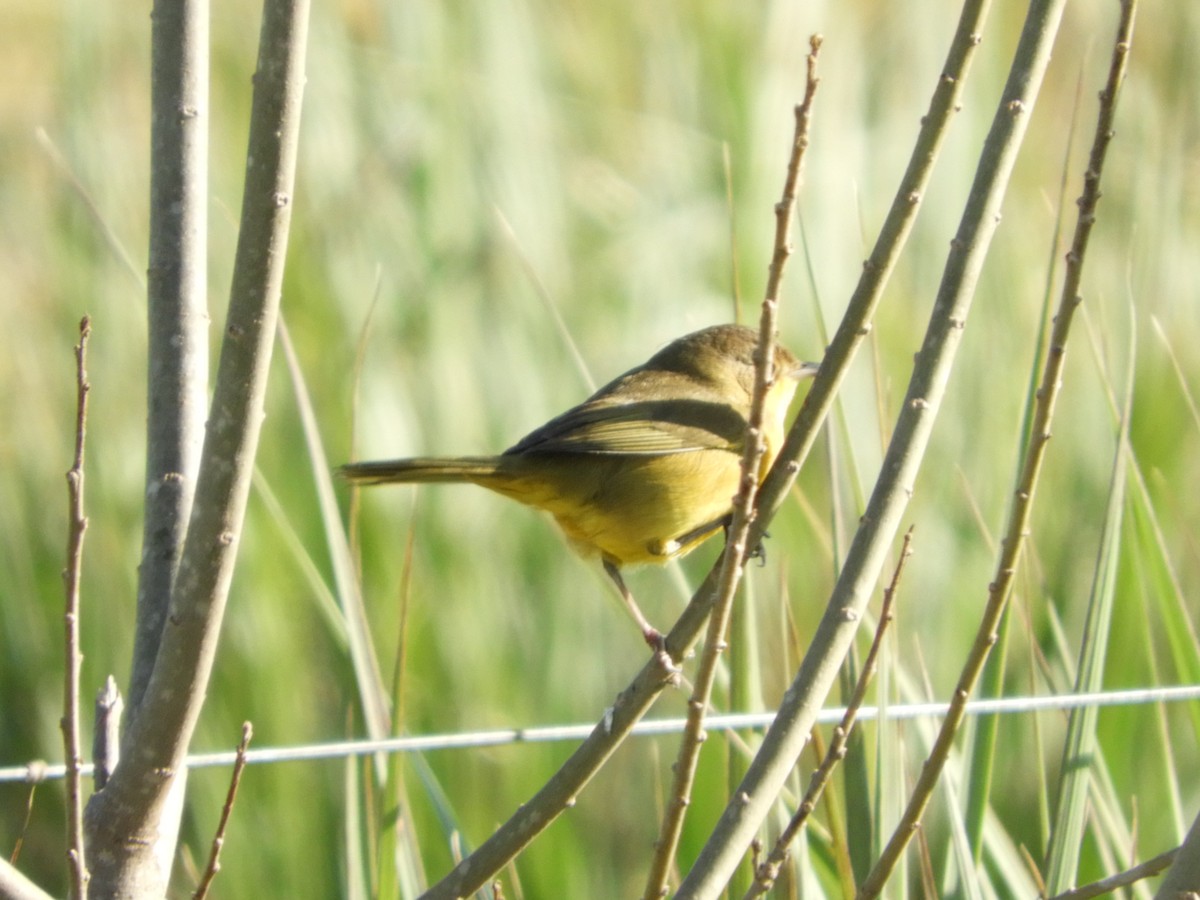 Southern Yellowthroat - Silvia Enggist